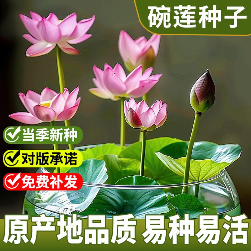 水培碗莲根块荷花种籽已开口水培花卉盆栽四季开花睡阳台莲花种子