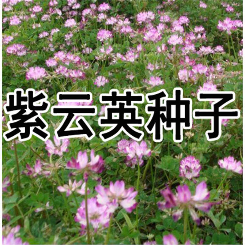 紫云英种子红花草食用野菜果园养蜂蜜源绿肥植物紫花苜蓿牧草种籽