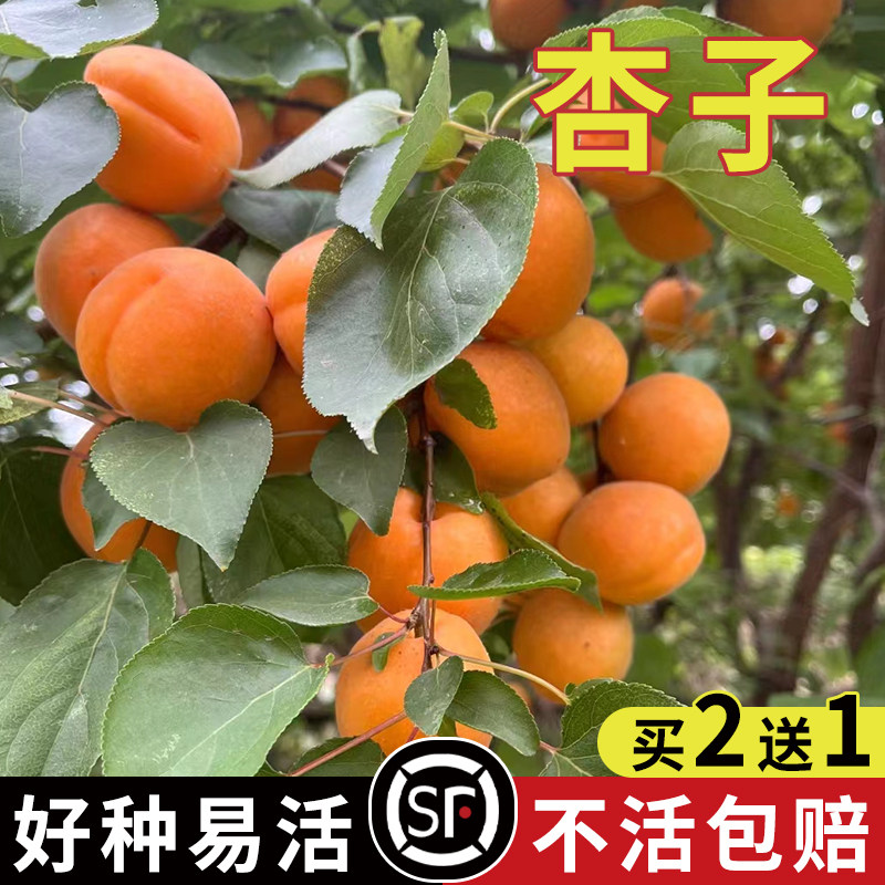 杏树种子  家杏核种子 果树种子杏子树种子可以嫁接各种优良杏树