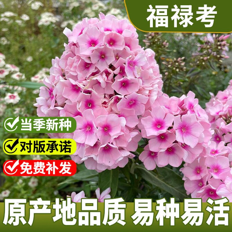 福禄考花种籽子四季播种开花好养活室内室外阳台花卉盆栽可食用籽