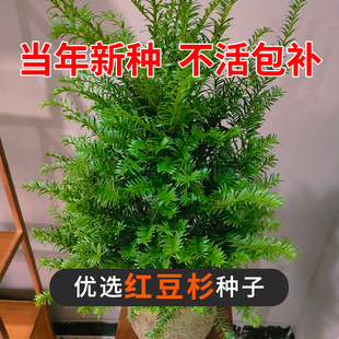 红豆杉种子南方曼地亚红豆杉盆景树苗沙藏开口东北方红豆杉果实籽