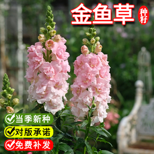 进口矮生金鱼草种子 泛美绵绣系列 春季室内阳台盆栽好养花卉种子
