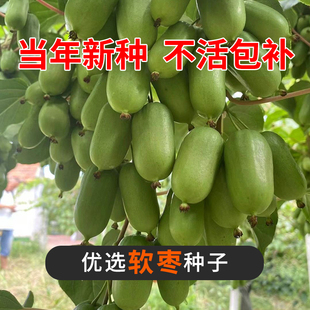 软枣树果种子弥猕猴桃树嫁接南北方种植猕猴桃树种软枣种子