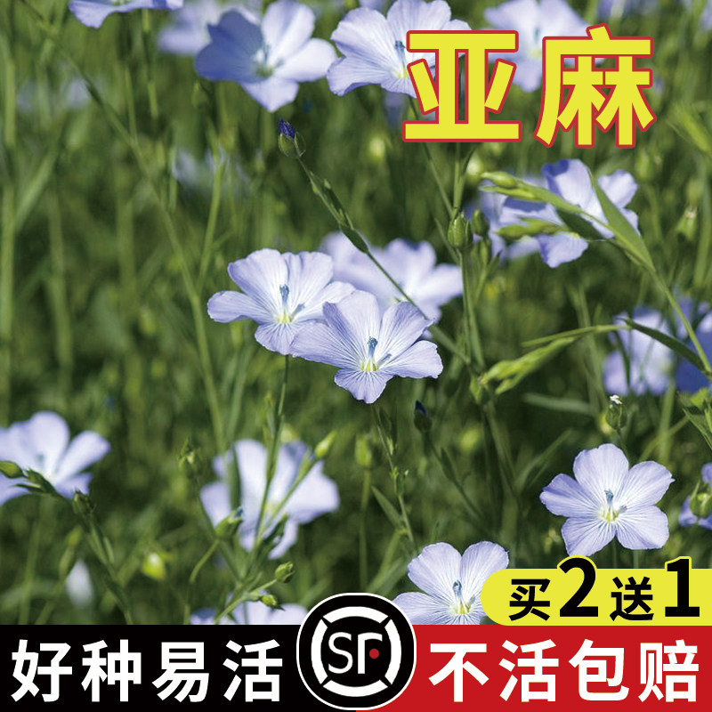 蓝色的花亚麻籽花种子盆栽花卉种子阳台庭院花种子兰花蓝亚麻花籽