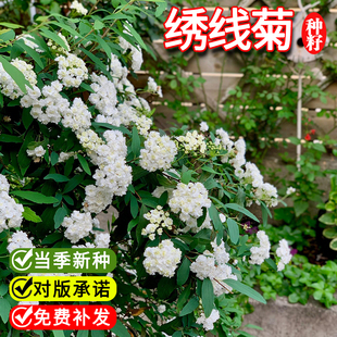 绣线菊种子抗旱抗寒花卉景观易播易种绿植庭院花海珍珠梅种籽散