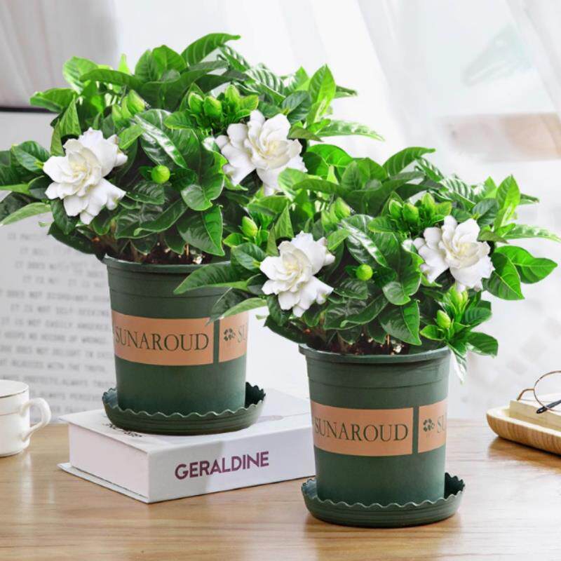 栀子花盆栽带花苞四季开花卉带香味大叶牡丹重瓣水驱蚊阳台茉莉花