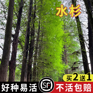 水杉树种子梳子杉庭院景观高直壮挺拔树木绿化树木园林当年新采种