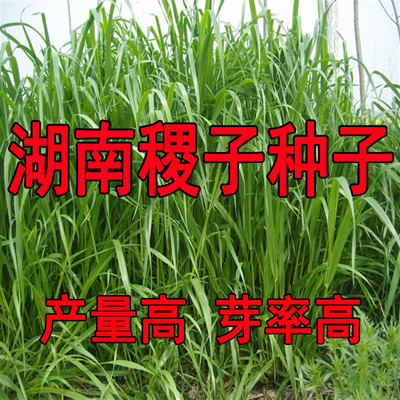 小米草种子 水草鱼虾蟹牧草籽雀叶稗湖南稷子 高产耐水淹耐旱