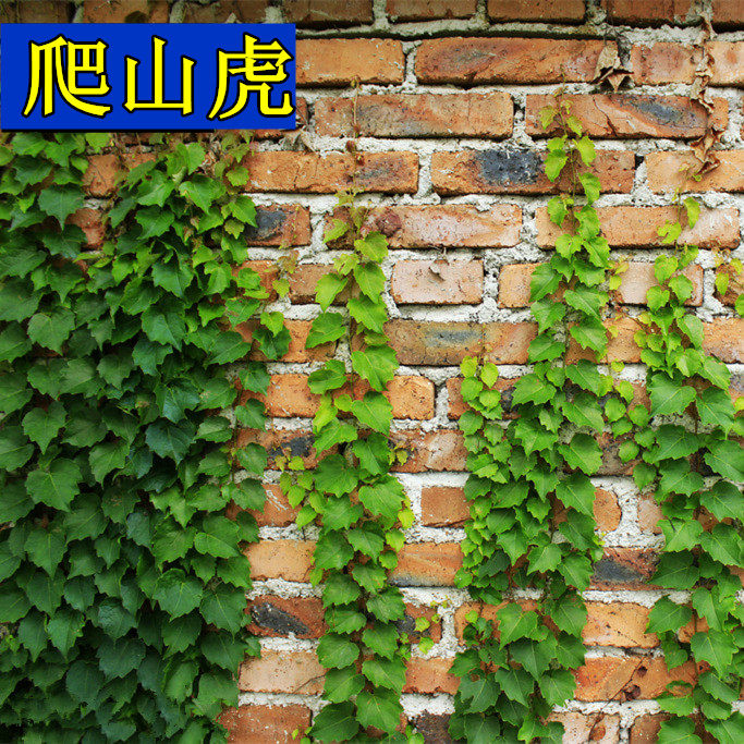 四季种子爬山虎种子庭院耐寒花种子爬墙虎爬藤花易种易活花卉