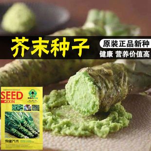 芥末种子/特呛鼻子的芥末种子/辣味十足/好吃味浓/菜农寿司芥种子