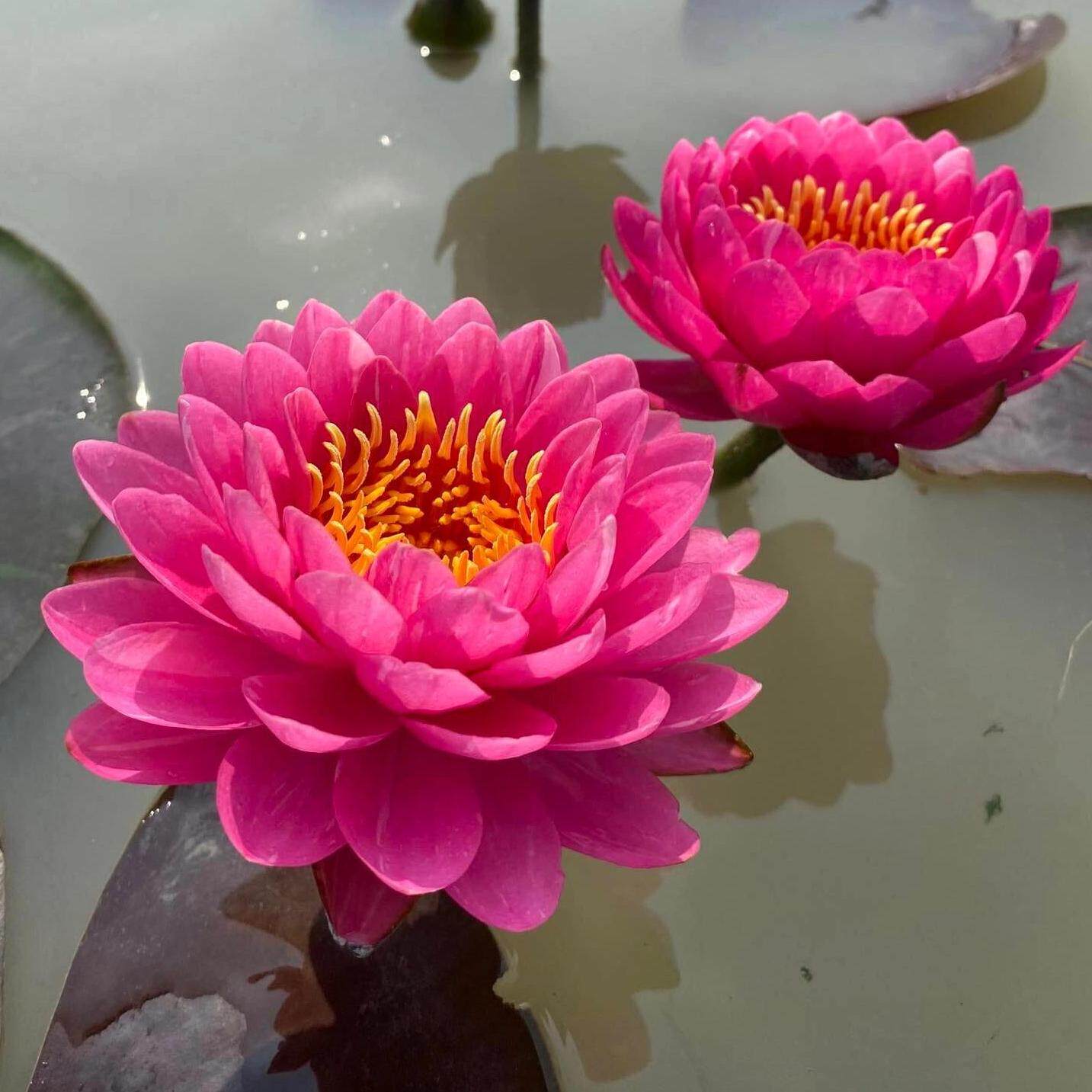 睡莲盆栽水生水养花卉孑室内花好养迷你碗莲种子四季开花水培植物