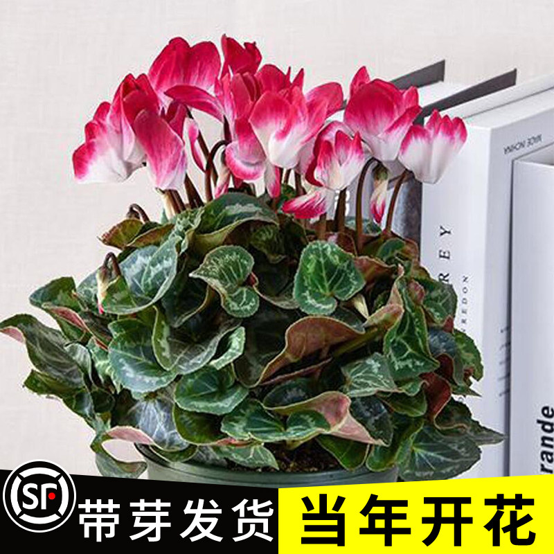 仙客来盆栽大苗室内花卉兔子花 年宵花苗兔耳朵花 四季带花发货