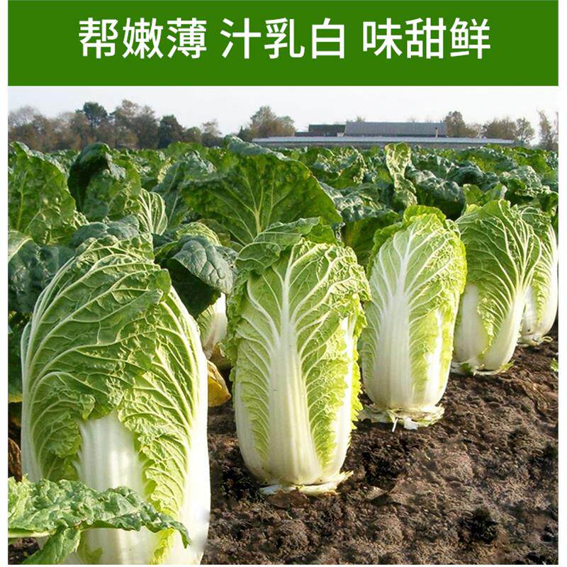 春播大白菜种子春满园反季节结球白菜籽早熟耐抽苔四季蔬菜种孑
