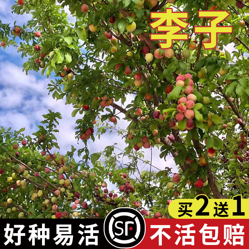 李子树种子红叶李种子 紫叶稠李种子 稠李种子 红叶稠李种子