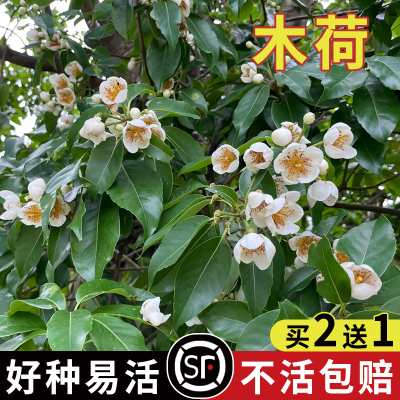 木荷种子林木种子木荷树种 荷木荷树种子园林绿化行道树种子