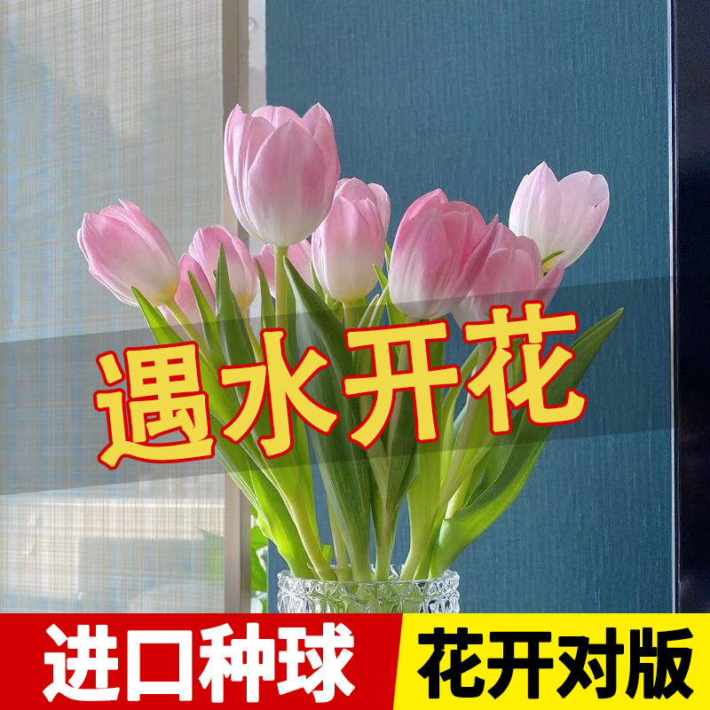 荷兰郁金香浪漫粉色大种球室内外阳台四季开花卉盆栽植物花种子