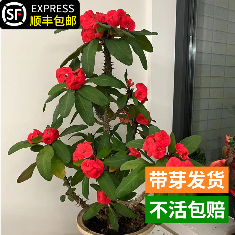 新款粉色虎刺梅巴黎麒麟花盆栽办公室小盆景花卉净化空气带花