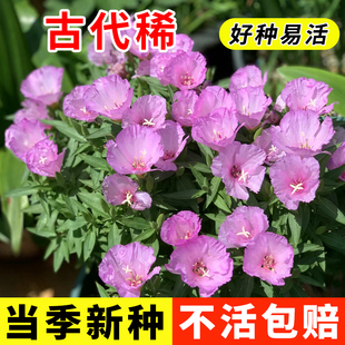 古代稀花籽一年四季都开花易活秋天种的花适合种院子里的花种子