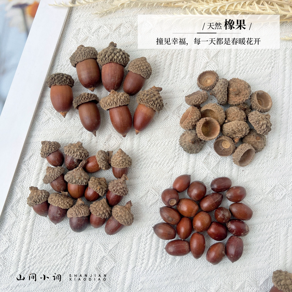 森系天然橡子干果大橡果圆橡果装干花/花瓣/干花包/