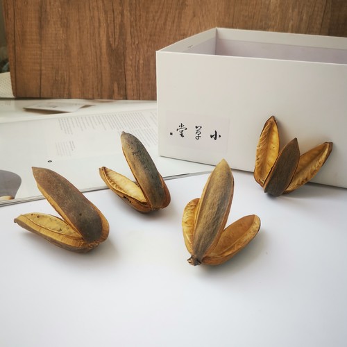 【三瓣木花】天然进口植物果实果壳 鱼缸造景插花工艺装饰手工DIY