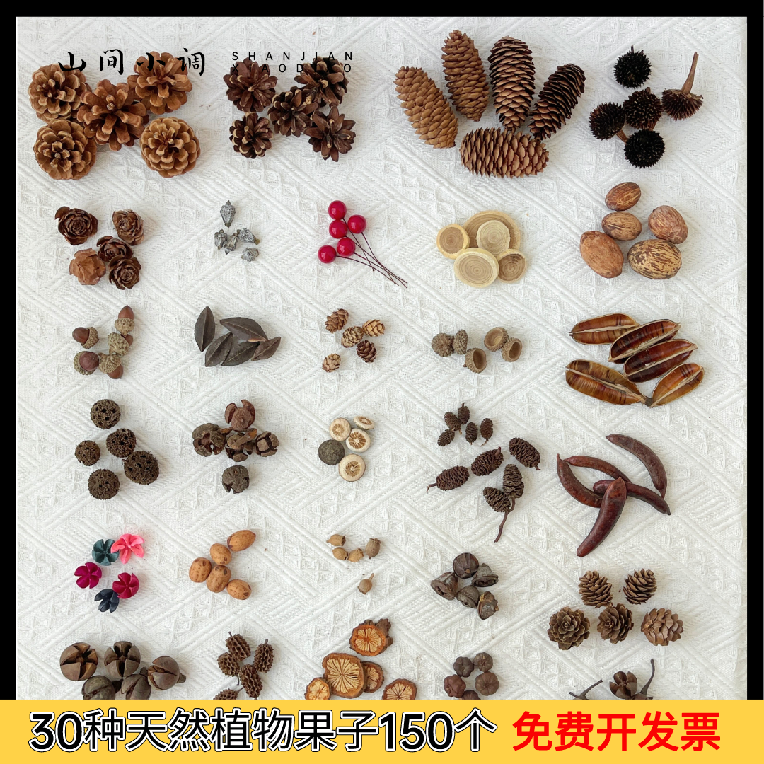 手工diy天然植物果实30种150个橡果松果幼儿园环创材料包拍摄道具