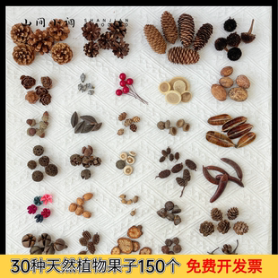 手工diy天然植物果实30种150个橡果松果幼儿园环创材料包拍摄道具