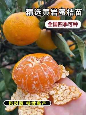 黄岩蜜桔苗无籽特大蜜橘果树果苗南北方盆栽嫁接桔子树苗当年结果