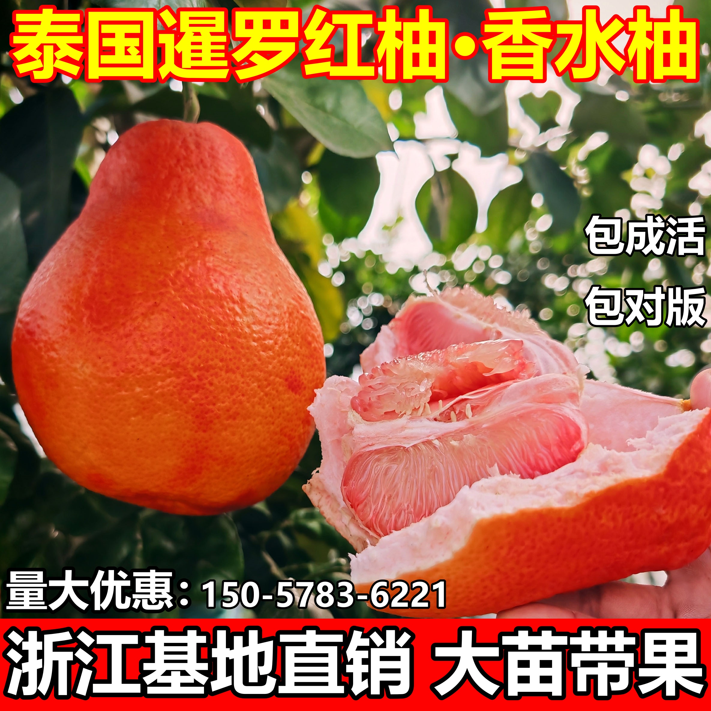 泰国暹罗红柚树苗香水柚成活率高