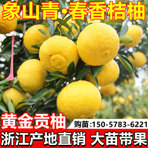 嫁接象山青树苗春香桔柚黄金贡柚