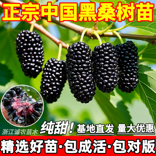 桑椹果树苗中国黑桑葚树苗庭院盆栽地栽南北方种植结果桑树果苗