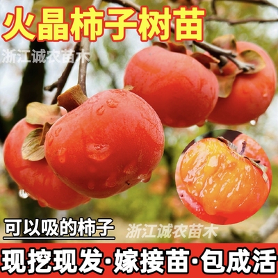 火晶柿子苗软甜柿子果树苗