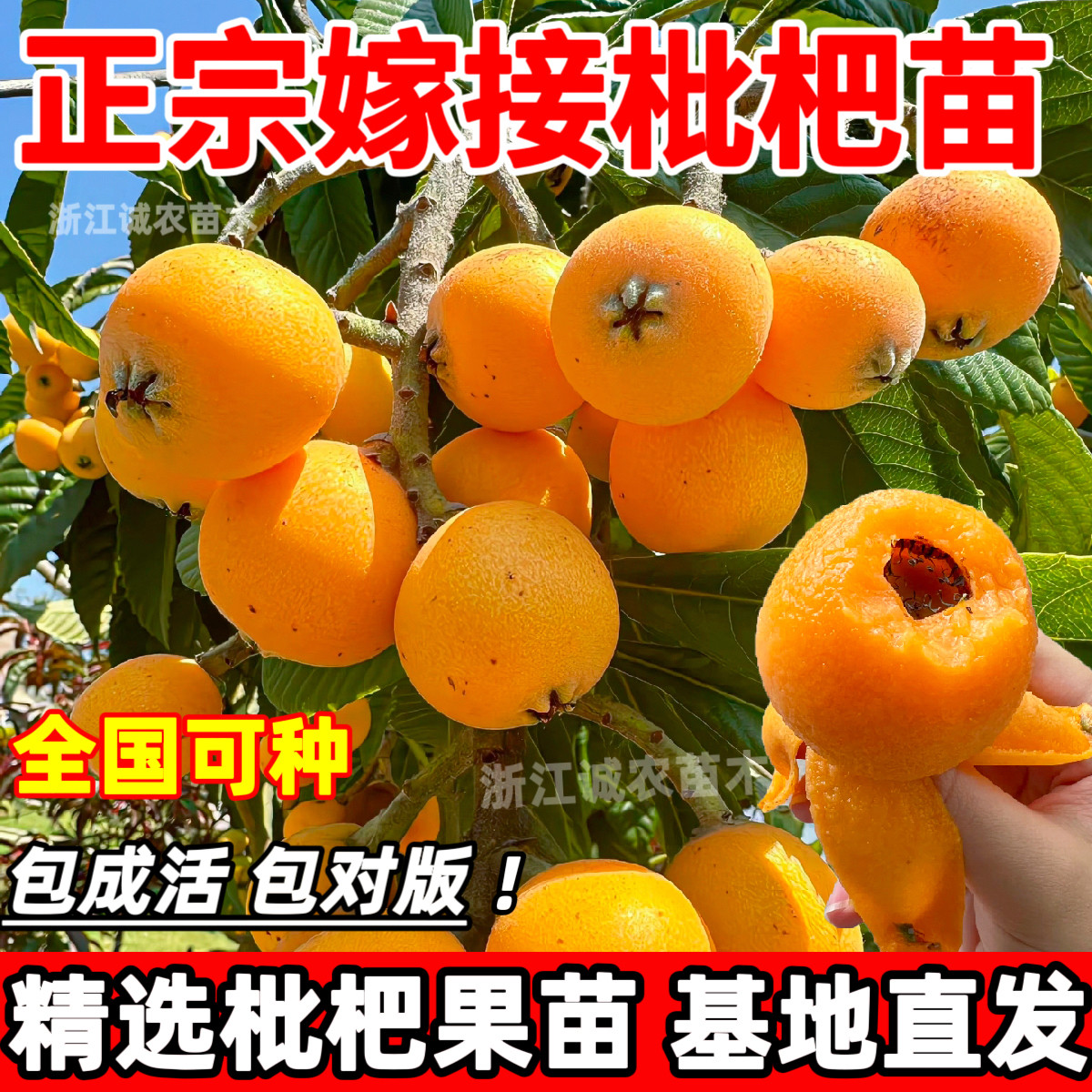 嫁接枇杷果树苗五星白沙洞庭无核大红袍南北方种植盆地栽当年结果