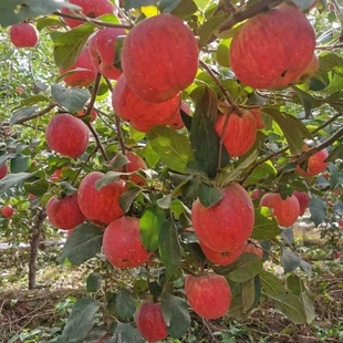 水果 包邮 整箱红富士丑苹果土特产 新疆阿克苏冰糖心苹果新鲜当季