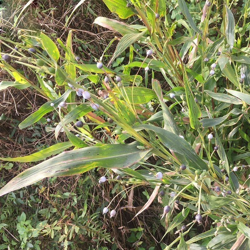新鲜薏苡 草珠子全草 云南中草药打碗子药玉米晚念珠六谷迷杆叶根