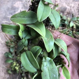 云南石橄榄新鲜石豆兰地面生现摘单叶细叶果石仙桃炖汤煲汤