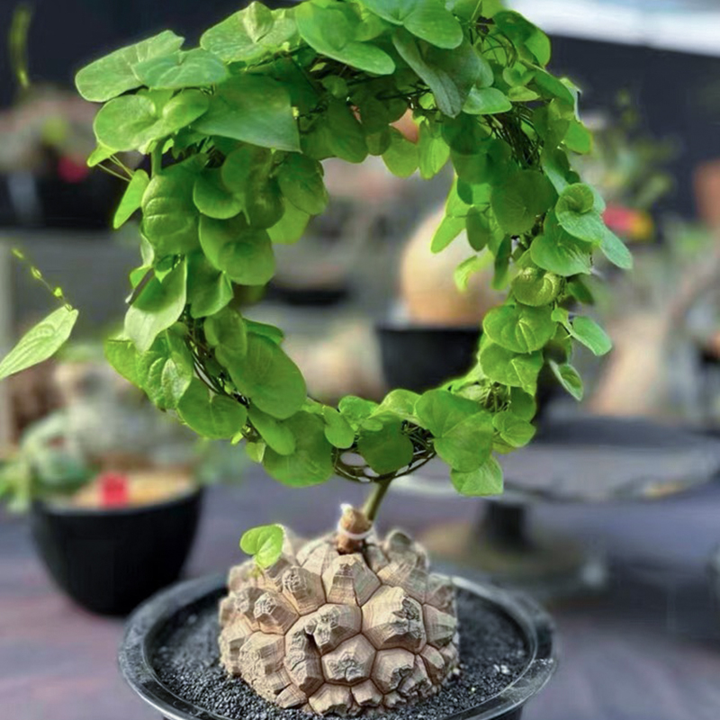 办公桌室内趣味南非多肉稀有贵货