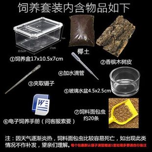 异x宠 智利火玫瑰蜘蛛 活体宠物蜘蛛 宠物蜘蛛 新手蜘蛛温顺