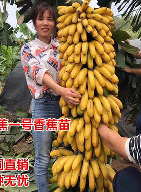 桂蕉一号香蕉树苗树小米蕉苗粉蕉皇帝焦西贡蕉红蕉中蕉号带土阳台