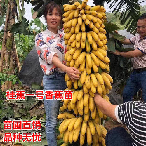 桂蕉一号香蕉树苗四季结果产量高