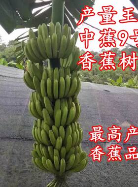 香蕉树苗中蕉9号香蕉苗当年结果产量高矮化香蕉树阳台庭院盆栽树