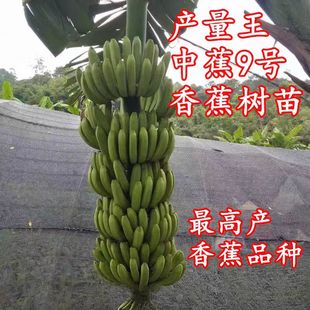 香蕉树苗中蕉9号香蕉苗当年结果产量高矮化香蕉树阳台庭院盆栽树