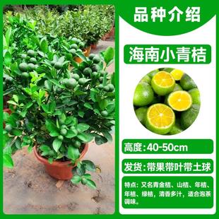带果海南小金桔柠檬树苗嫁接小青柠四季当年结果盆栽四季结果带土