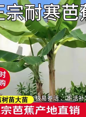 山东耐寒香蕉树苗芭蕉树苗大型矮化蕉庭院别墅阳台果苗南北方种植