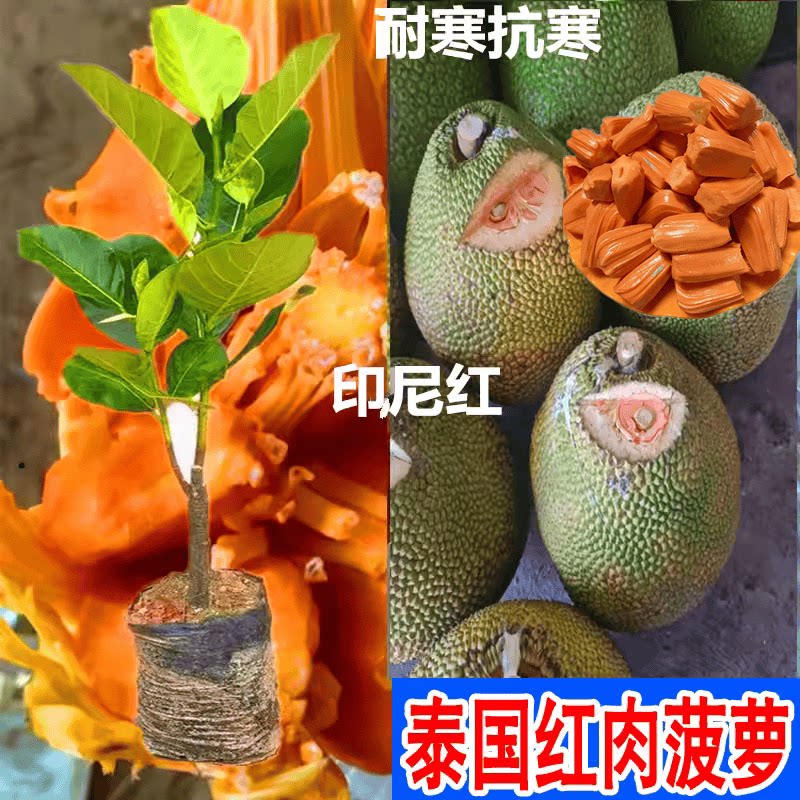 红肉南北方种植耐寒盆栽菠萝蜜苗图片