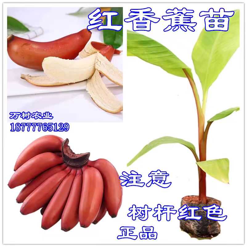 红香蕉苗矮化蕉苗粉蕉苗皇帝蕉苗香蕉苗南方四季抗寒树苗北方