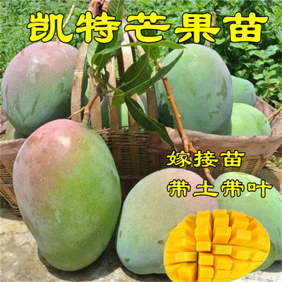 芒果苗嫁接四川盆栽带土带叶常绿