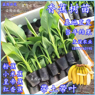 香蕉树苗芭蕉树小米蕉苗粉蕉皇帝焦西贡蕉红蕉中蕉9号带土阳台