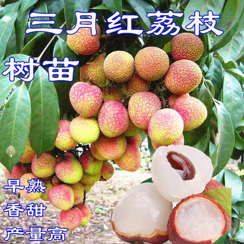 三月红荔枝苗庭院盆栽地果树早熟
