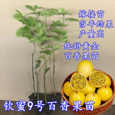 钦蜜9号黄金百香果嫁接树苗