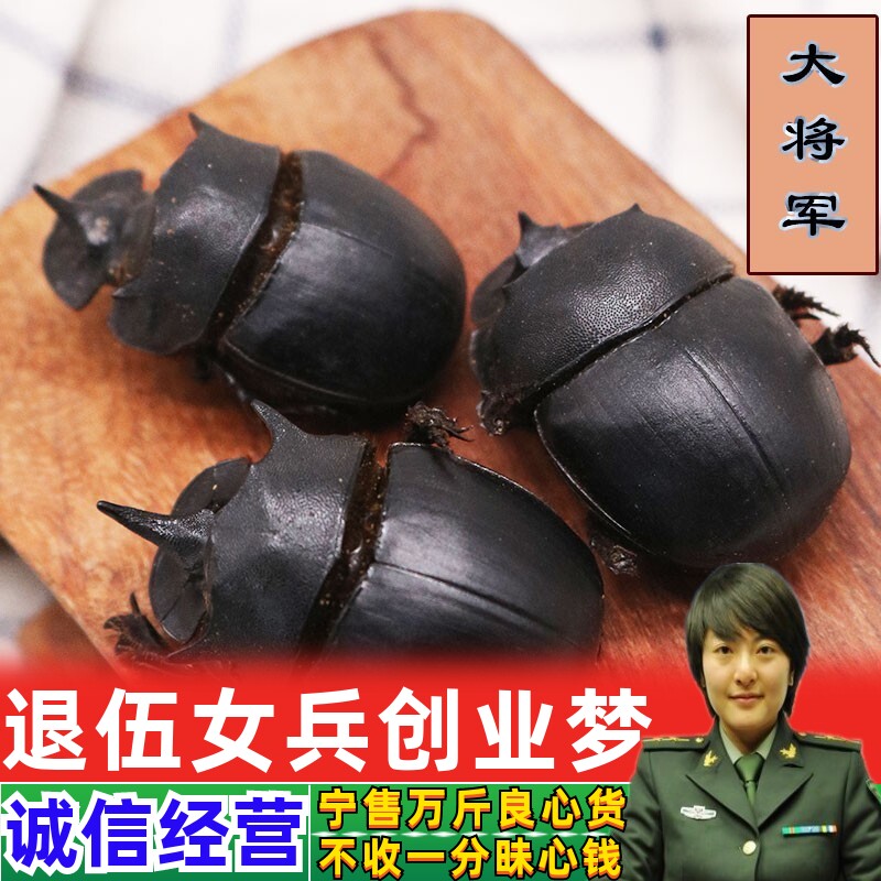 整只大将军 屎壳郎 蜣螂虫 推粪虫1只3元10只包邮清水干货